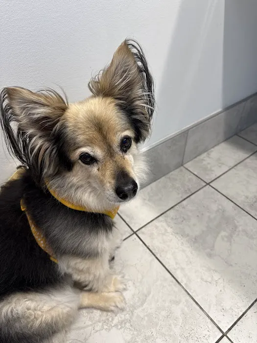 Metropolitan Veterinary Center Picture 7