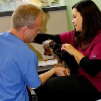 Sheppard Alternative Animal Care ico