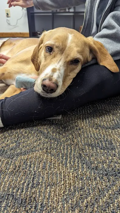 Sheppard Alternative Animal Care Picture 5