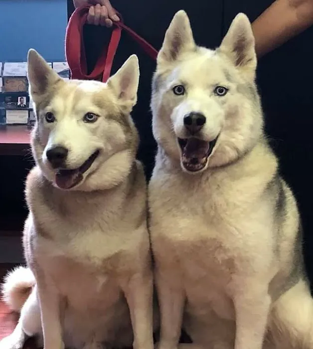 Sheppard Alternative Animal Care Picture 6