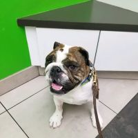 Animal Clinic Of Sterling Heights ico