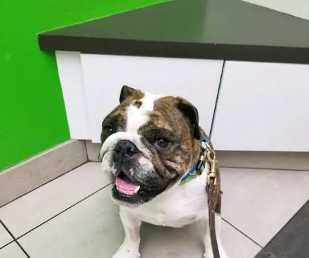 Animal Clinic Of Sterling Heights