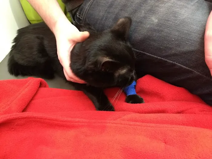 Animal Clinic Of Sterling Heights Picture 8