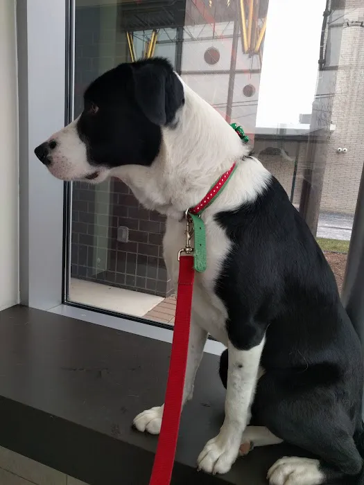 Animal Clinic Of Sterling Heights Picture 7