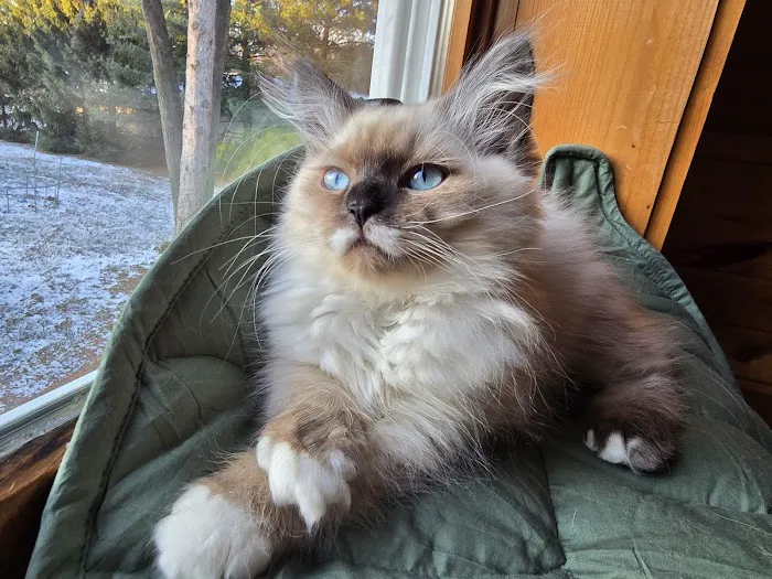 Aquarella Hypoallergenic Siberian Cats Picture 1