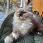 Aquarella Hypoallergenic Siberian Cats