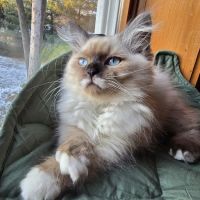 Aquarella Hypoallergenic Siberian Cats ico