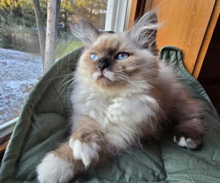 Aquarella Hypoallergenic Siberian Cats