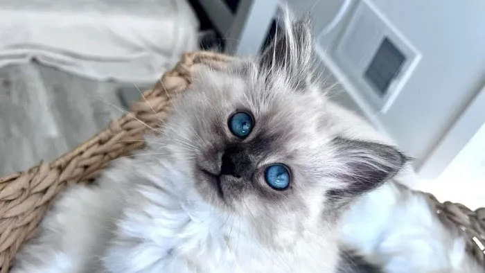 Aquarella Hypoallergenic Siberian Cats Picture 2