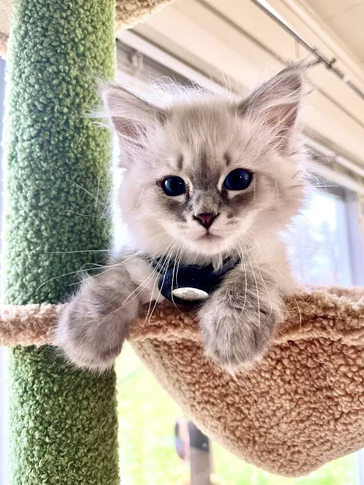 Aquarella Hypoallergenic Siberian Cats Picture 3
