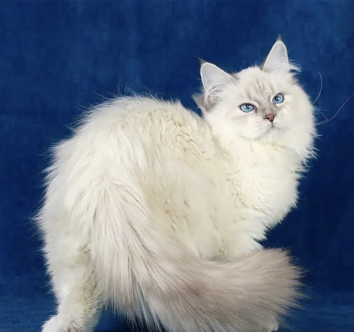 Aquarella Hypoallergenic Siberian Cats Picture 4