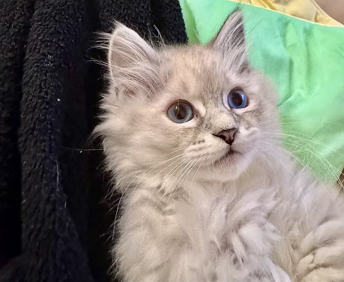 Aquarella Hypoallergenic Siberian Cats Picture 5