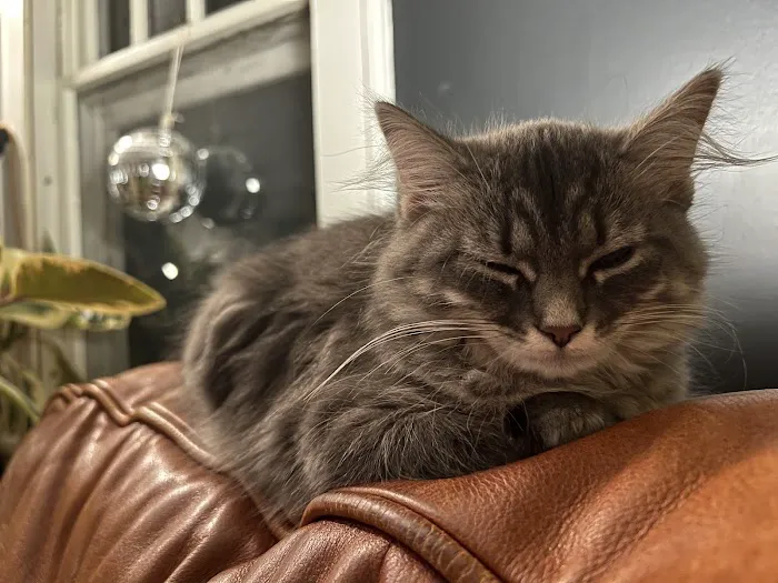 Aquarella Hypoallergenic Siberian Cats Picture 6