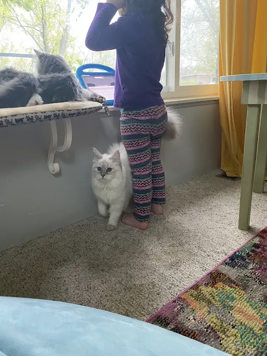 Aquarella Hypoallergenic Siberian Cats Picture 7
