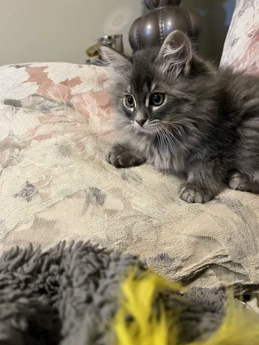 Aquarella Hypoallergenic Siberian Cats Picture 8