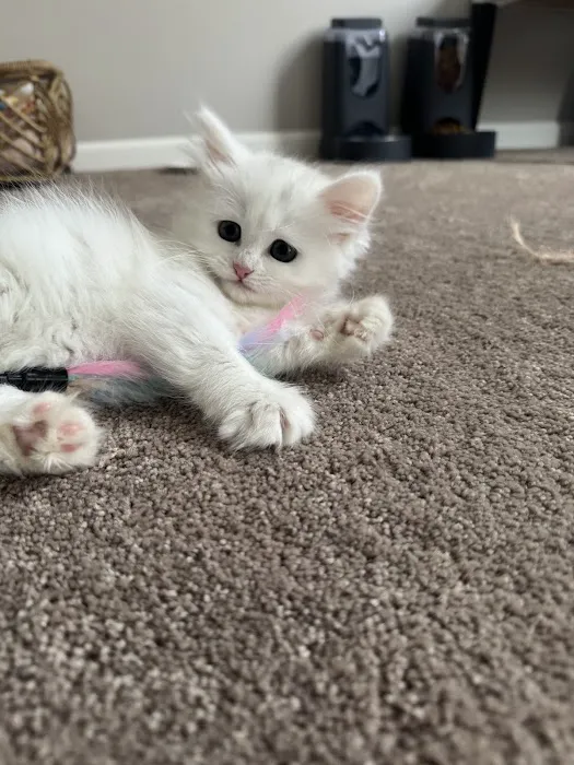Aquarella Hypoallergenic Siberian Cats Picture 9