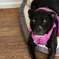 Michigan Animal Care ico