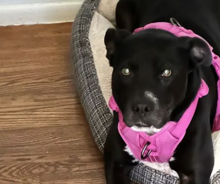 Michigan Animal Care