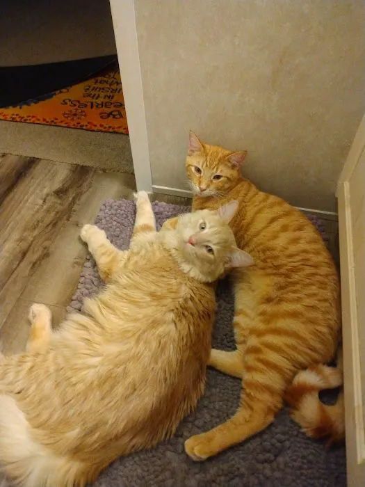Michigan Animal Care Picture 6