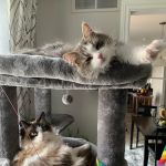 Comfort's Place