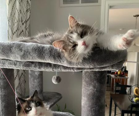 Comfort's Place