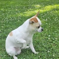 Dix Animal Hospital ico