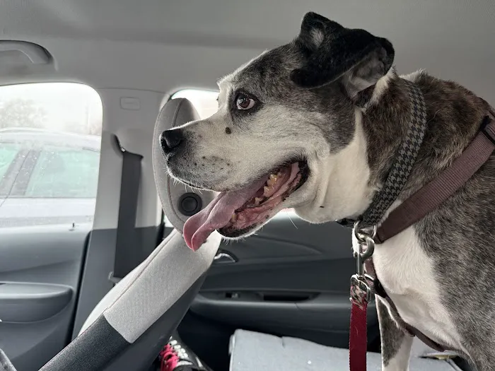 Dix Animal Hospital Picture 3