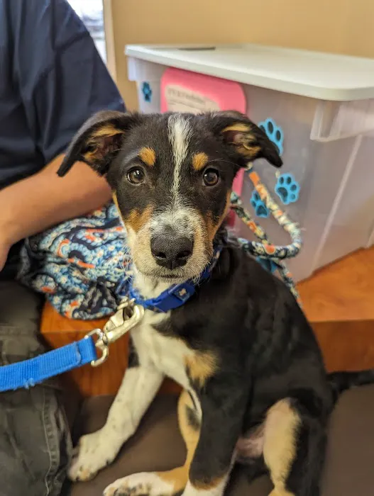 Dix Animal Hospital Picture 7