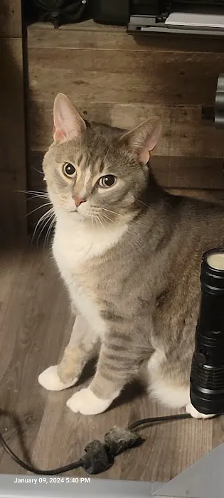 Dix Animal Hospital Picture 10