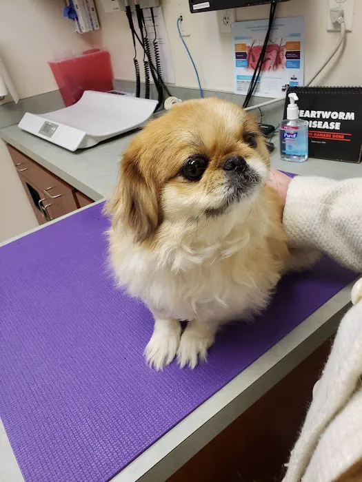 VCA Allen Park Animal Hospital Picture 2
