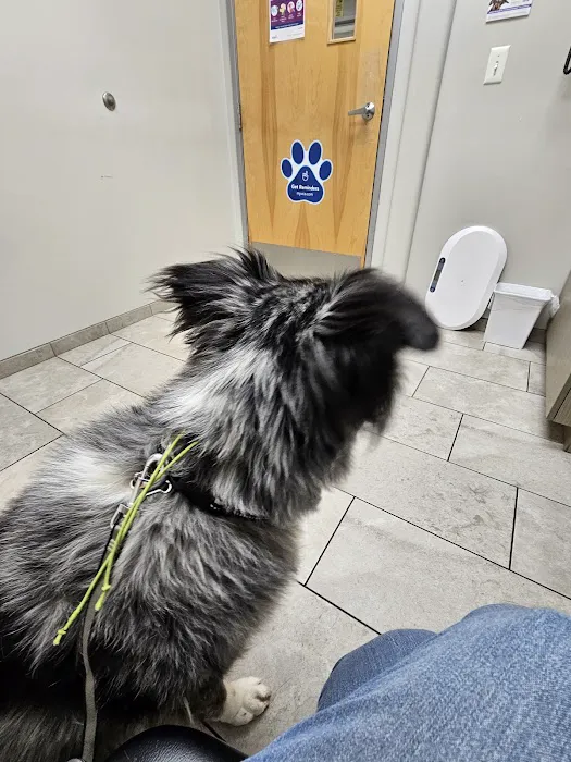 VCA Allen Park Animal Hospital Picture 5