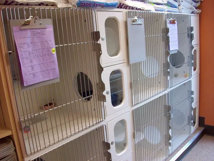 VCA Allen Park Animal Hospital Picture 8