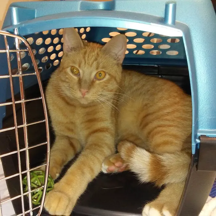 VCA Allen Park Animal Hospital Picture 9
