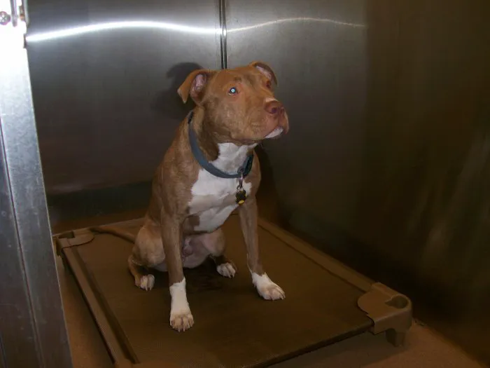 VCA Allen Park Animal Hospital Picture 10
