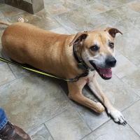 Affiliated Veterinary Emergency Service ico