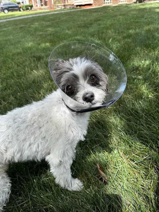 Affiliated Veterinary Emergency Service Picture 10