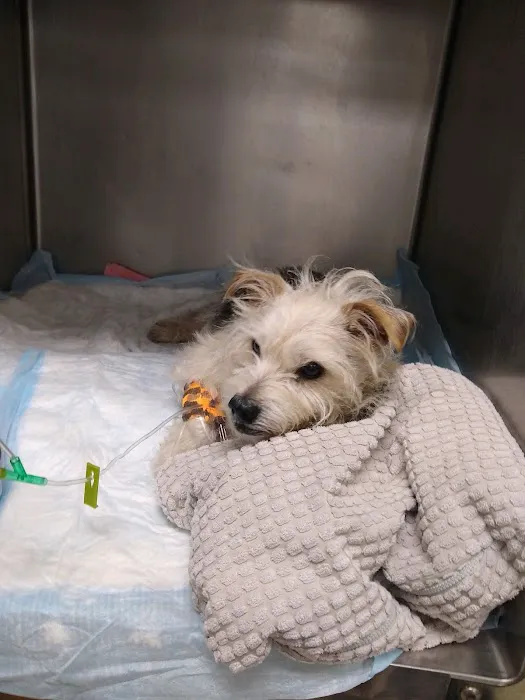 Affiliated Veterinary Emergency Service Picture 9