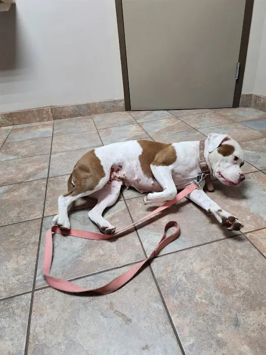 A-Quality Care Veterinary Hospital Picture 5