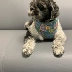 Banfield Pet Hospital