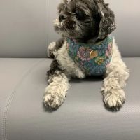 Banfield Pet Hospital ico
