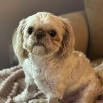 BluePearl Pet Hospital