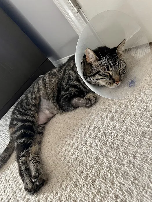 BluePearl Pet Hospital Picture 5