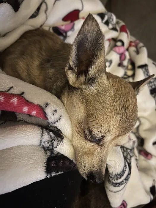 BluePearl Pet Hospital Picture 7