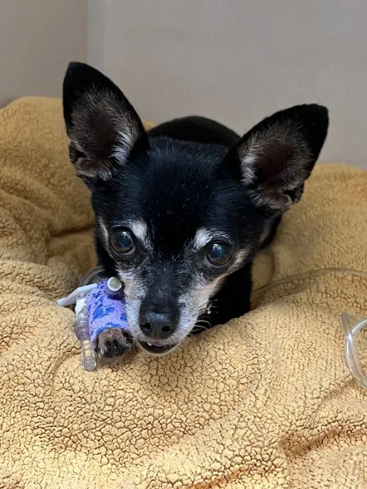 BluePearl Pet Hospital Picture 9