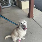 Plaza Veterinary Hospital