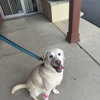 Plaza Veterinary Hospital ico