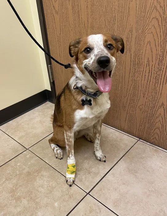 Troy & Heights Animal Hospital Picture 1