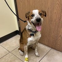 Troy & Heights Animal Hospital ico