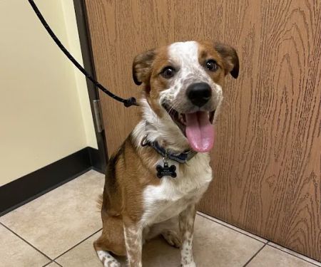 Troy & Heights Animal Hospital
