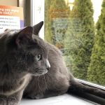 Troy Veterinary Hospital